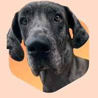 Cosmo The Dane profile picture
