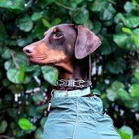 Xena profile picture