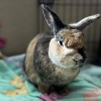 Bunnessa profile picture