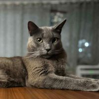 Lucky Favors profile picture