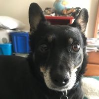 Jeff Tenore profile picture