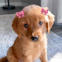 Maizey Dodson profile picture