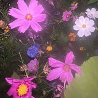 NRodriguez profile picture