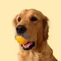 Lil Honey Bop profile picture