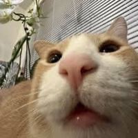Tofu profile picture