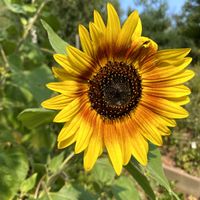 Lilly Scott profile picture