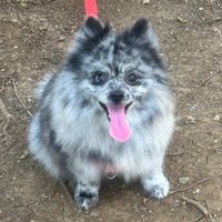 Audi | Pets, Home, Beauty, Food, Lifestyle profile picture