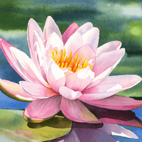 Suzi Law profile picture