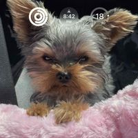 Darcie Smith profile picture