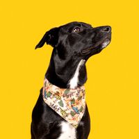 Niko Saurusrex profile picture