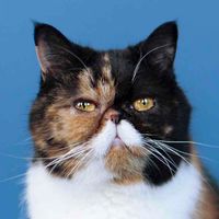 Pudge the Cat profile picture