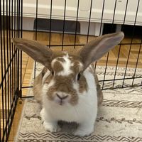 Abbey Linsky profile picture