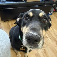 Cora Phillips profile picture