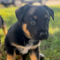 Tailbound profile picture