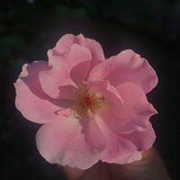 Rumi's Kulture profile picture