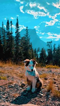Blue Belle profile picture