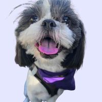 Mika profile picture