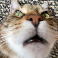 Anonymous Plourde profile picture