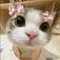 Janella Lee profile picture