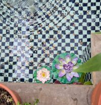 Giz Mo profile picture