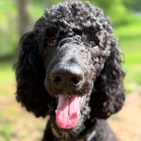 Sarah Langston profile picture