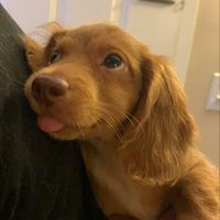 BookishBee profile picture