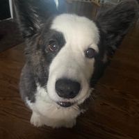 J Goofy profile picture