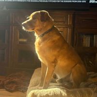 Appa profile picture