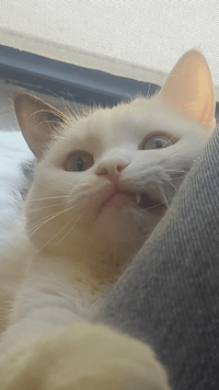 Lemon profile picture