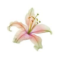 Ryleigh U profile picture