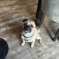 Yasmine Dominguez profile picture