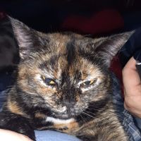 Tanya Jerreld profile picture