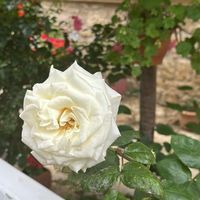 Wild Flower Diaries profile picture
