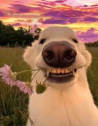 Doua profile picture