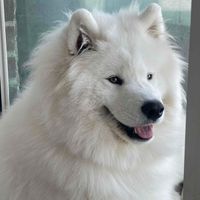 Mr. Darcy Samoyed profile picture
