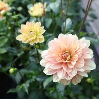 Ally Espinoza profile picture