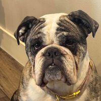 Andi Mueller profile picture