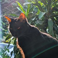 Kristyle Caermare profile picture