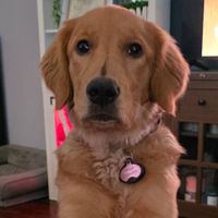 Kacey Manning profile picture