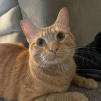 A. Smith profile picture