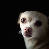 Rachel Hartless profile picture