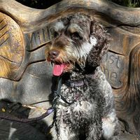 winnie woo profile picture