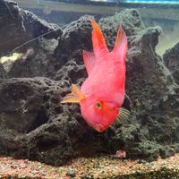 DH 🐮 profile picture