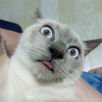 Unni Javier profile picture
