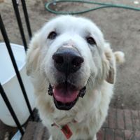 Deanna profile picture