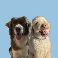 Murphy and Juniper profile picture