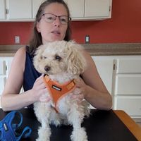 Heidi Hirtle & Rory, the Toy Poodle profile picture