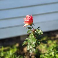 Salman Tariq profile picture