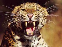 Duan Van Der Merwe profile picture