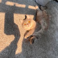 Mak Russ profile picture